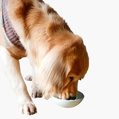 PawMunch – Dyreskål med saktematingsdesign og hevet indre mønster