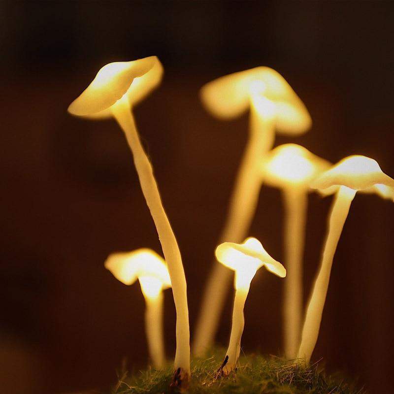 MushGlow - DIY sopplys for kreativ og magisk hjemmeinnredning
